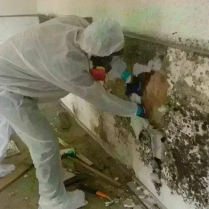 Mold Remediation and Removal in Parmer County, TX